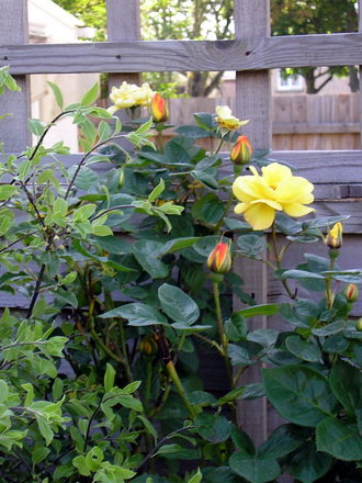 A garden flower photo