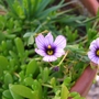 A garden flower photo
