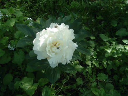 paeony
