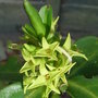 Daphne albowiana (Daphne albowiana)