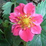 Fragaria 'Red Ruby' (Fragaria 'Red Ruby')