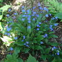 Omphalodes cappadocica 'Cherry Ingram' (Omphalodes cappadocica)