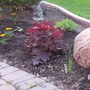 Heuchera (Heuchera x villosa "Mocha")
