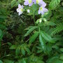 Polemonium 'Lambrook Mauve' (Polemonium 'Lambrook Mauve')