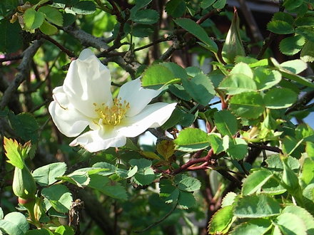 Rosa 'Nevada' (Rosa 'Nevada')
