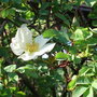 Rosa 'Nevada' (Rosa 'Nevada')