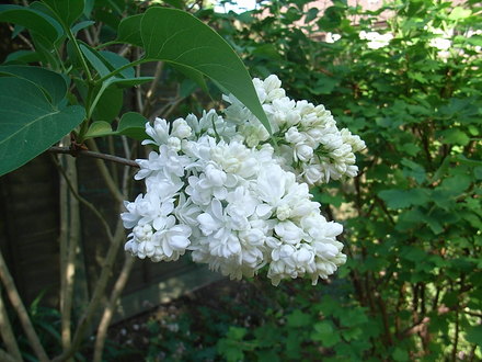 Syringa vulgaris 'Madame Lemoine' (Syringa vulgaris 'Madame Lemoine')