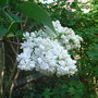 Syringa vulgaris 'Madame Lemoine' (Syringa vulgaris 'Madame Lemoine')