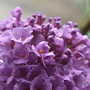 Butterfly bush flower (Buddleja davidii)