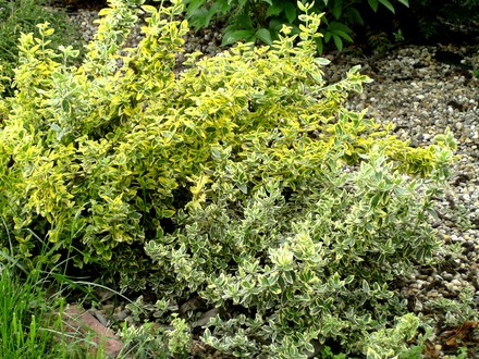 Euonymus (Euonymus fortunei (Euonymus))