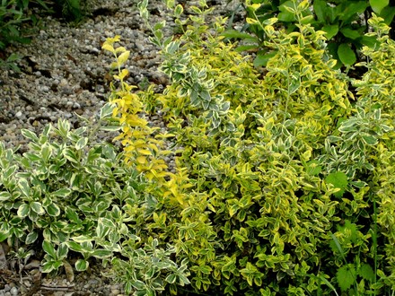 Euonymus group from other side (Euonymus fortunei (Euonymus))