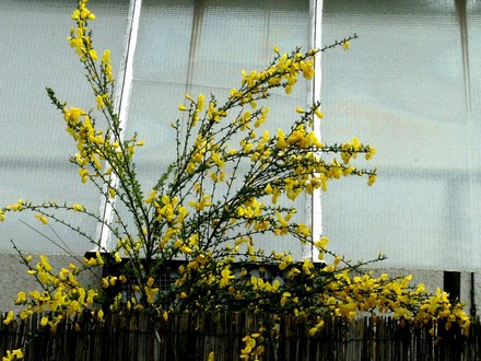 Broom