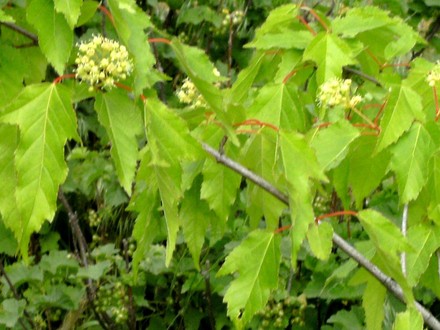 Acer Ginnala with flowers beginning to open. (Acer ginnala)