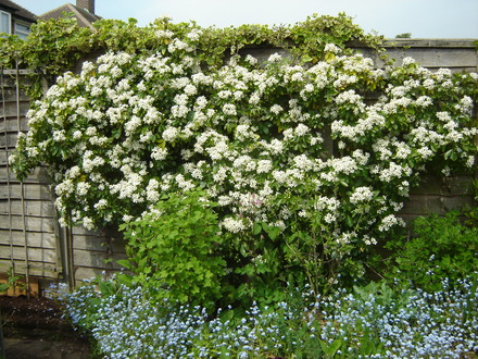 Choisya Ternata