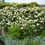 Choisya Ternata