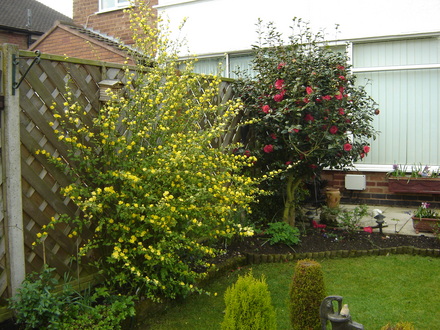 Kerria Japonica and Camilia