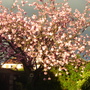 Dsc03135