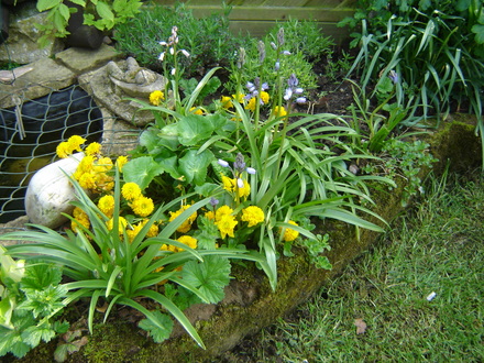 Marginal Marigolds