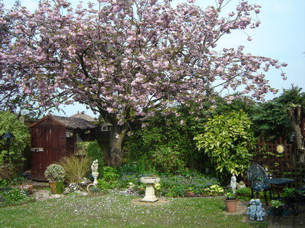 A garden flower photo