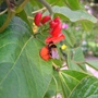 A garden flower photo (Phaseolus coccineus)