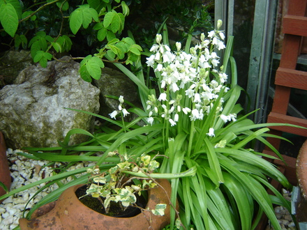 Blue Bells