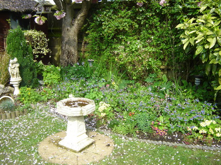 A garden flower photo