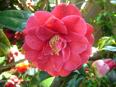 Camillia