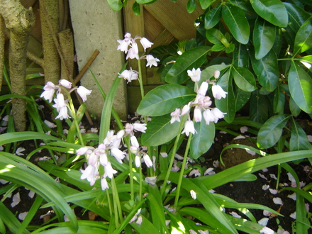 Blue Bells