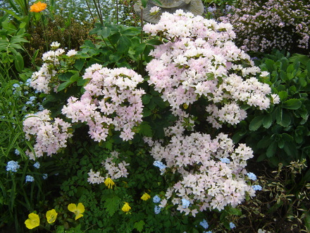 Evergreen Azallia 
