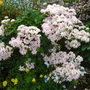 Dsc03148