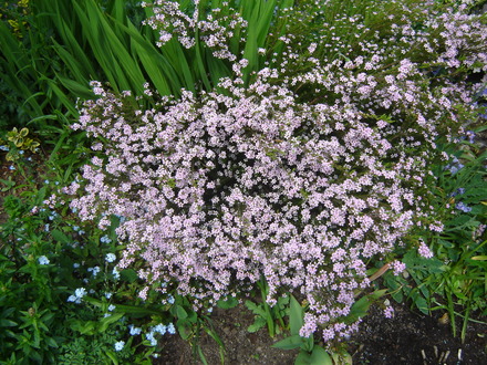 Diosma 
