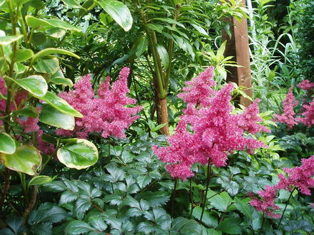 astilbe's by pond (astilbe)