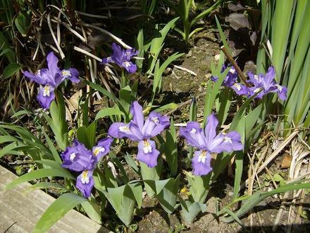 Miniature iris - May 2008