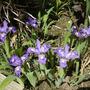 Miniature iris - May 2008