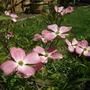 Dogwood - May 2008
