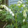 Bleeding Heart - May 2008