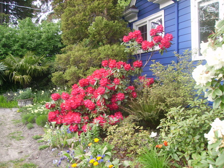 red rhodie (rhododendron)
