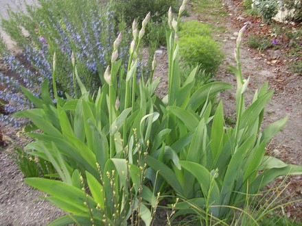 Irises in bud (iris german)