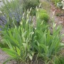 Irises in bud (iris german)