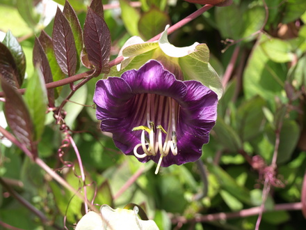 Cup & Saucer Vine (Cobaea scandens (Cup and saucer plant))