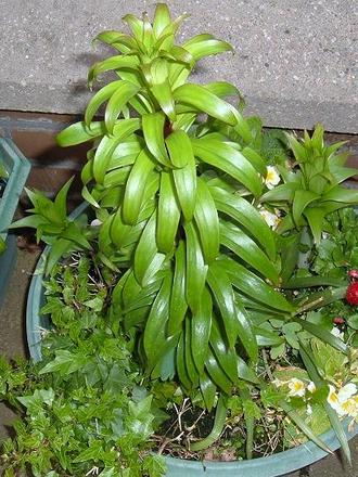 Lilies