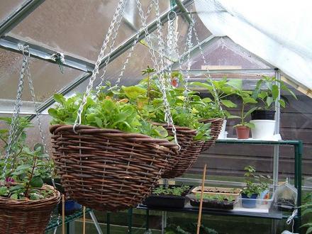 Hanging Baskets 