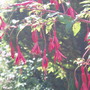 Garden_2007_018