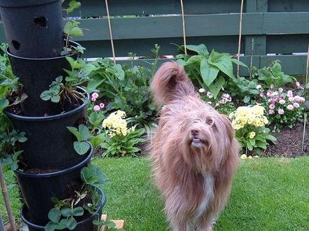 Bea lookin for Strawberries 