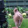 Bea lookin for Strawberries 