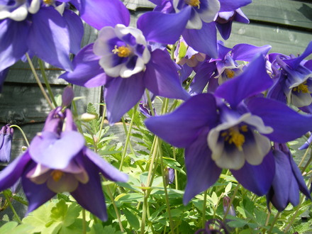 AQUILEGIA VULGARIS