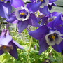 AQUILEGIA VULGARIS
