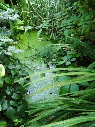 pond