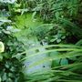 pond