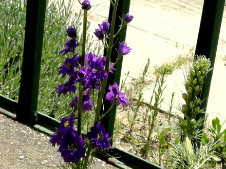 Larkspur (Delphinium ajacis)